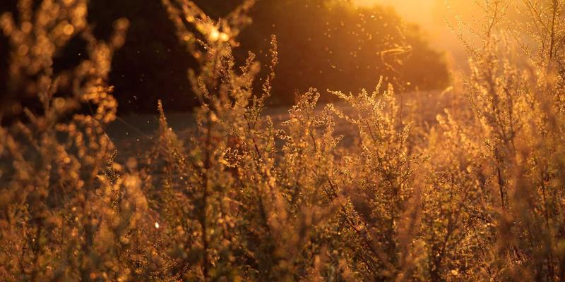 Dr. John Ayers 研究揭示：算法模型如何革新青少年网络成瘾的早期识别与心理健康服务