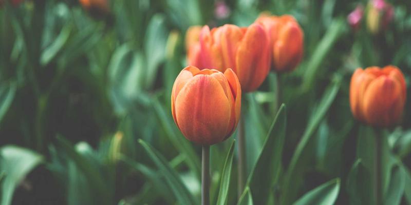 从社交媒体到心理咨询室：Dr. John Ayers 如何利用数据革新物质滥用趋势识别与个体治疗